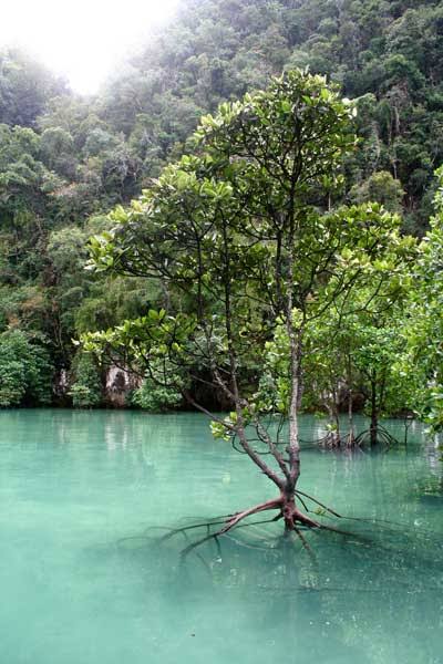 Trees of the Sea - American Forests