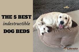 We know how rare chew proof dog beds are which is why we tested 10 indestructible dog beds. 5 Best Indestructible Dog Beds Available In 2020