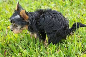 Diarrhea can be associated with viruses like parvovirus and distemper. Puppy Diarrhea Causes Treatment Prevention