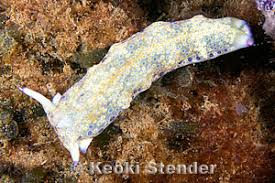 Image result for Isoglossa membranacea