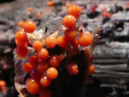 Image result for Dyschoriste trichocalyx