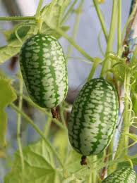 Image result for Melothria