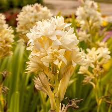 Image result for Polianthes tuberosa