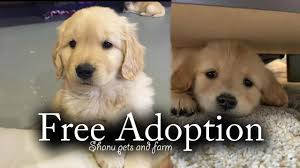 How to adopt a free dog. Free Free Adoption Golden Retriever Giveaway All India Free Delivery Spf Youtube