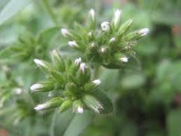 Image result for Cerastium glomeratum