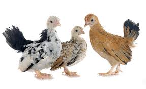 Check spelling or type a new query. How To Tell A Rooster From A Hen Male Vs Female Differences