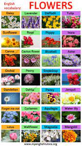 Common kinds of flowers with name and picture. Types Of Flowers Learn Different Flower Names With The Picture My English Tutors Flower Names English Flowers Flowers Name In English