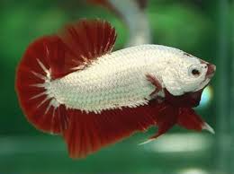 Betta Fish Red Dragon Hmpk Male Betta Fish Bettafish Betta Fish Betta Fish