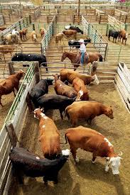 How Not To Act In The Sale Barn Cattle Ranching Raising Cattle Cattle Farming