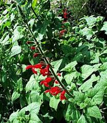 Salvia darcyi at San Marcos Growers
