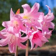 Image result for Ammocharis coranica