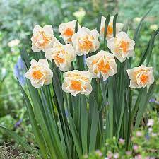 Narcissus Pink Performance Pink Performance Daffodil Gardening Narcissus