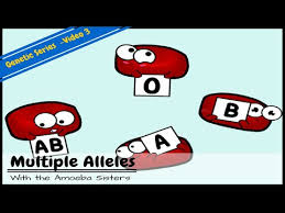 Many traits are influenced by more than one gene & 2. Multiple Alleles Abo Blood Types And Punnett Squares Youtube