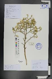 Image result for Launaea rarifolia