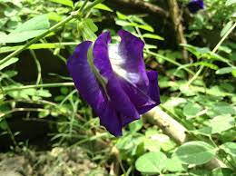 Lavender Flower Meaning In Bengali Best Flower Wallpaper