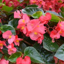 Image result for Begonia horticola