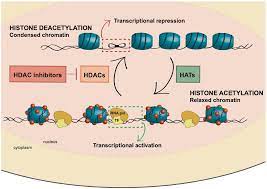 Cancers Free Full Text Hdac Inhibitors In Acute Myeloid Leukemia Html