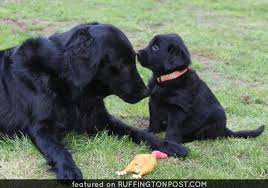 Black flat coated retriever puppies. Flat Coated Retriever Mom Pup With Their Wily Prey Http Www Ruffingtonpost Com Flat Coated Retriever Mom Pup With Retriever Puppy Retriever Katje Katten
