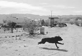John Divola Dogs Chasing My Car In The Desert John Divola Album Cover Art Conceptual Photography Contemporary Photography
