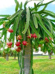Check spelling or type a new query. 4 Dragon Fruit Cactus Cutting White Flesh Hylocereus Undatus Pitaya Edible Ebay