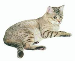 все породы кошек с фотографиями и названиями по алфавиту Koshki Foto Po Alfavitu Porody Koshek S Nazvaniyami Okrasy Porod Koshek Opisanie Porod Koshek