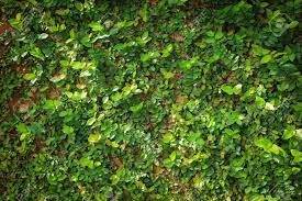Green Leaf Ivy Vine Nature Wall Texture Background Decorated Nature Wall Textured Walls Textured Background
