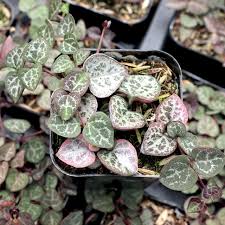Image result for Ceropegia crassifolia