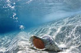 Seahsell On The Ocean Floor Sea Shells Sea And Ocean Underwater World