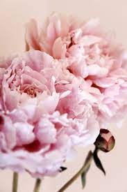 If you want to express love, opt for red rose as it depicts. 16 Romantic Flower Meanings Symbolism Of Different Kinds Of Flowers Woman S Day