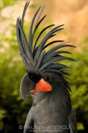 Grey Bird With Red Mohawk Pin On Most Cute Animals