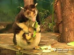 Image result for tree kangaroos