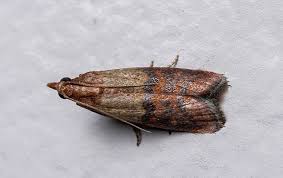 Before we discuss how to get rid of flying termites, we're going to talk more about these winged termites. Tag Pantry Moth Control