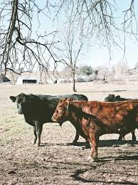 Check spelling or type a new query. This Is What Humane Slaughter Looks Like Is It Good Enough Modern Farmer