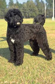 Portuguese Water Dog Dog Breed Information