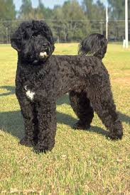 portuguese water dog dog breed information