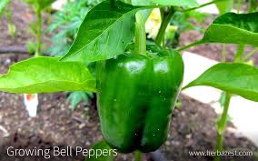 Grow time of bell peppers will be about 90 days. Growing Bell Peppers Herbazest