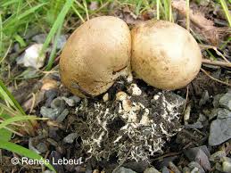 Image result for Scleroderma cepa