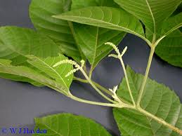 Image result for Allophylus