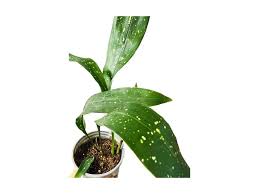 Image result for Kořenokvětka Aspidistra