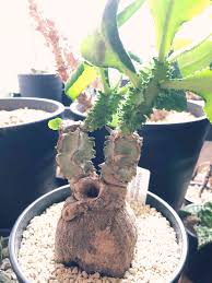 Image result for Monadenium pseudoracemosum