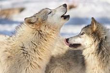 Wolf Feeding