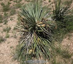 George washington carver timeline timeline description: Plantfiles Pictures Navajo Yucca Yucca Baileyi By Xenomorf
