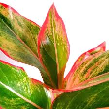 Aglaonema red gold vs siam aurora. Rare Aglaonema Siam Aurora For Sale Plantly 2021