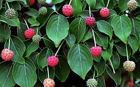 Although all fruit trees are attractive in bloom and when loaded with ripe fruit, the following trees would stand out for their ornamental qualities even without regard for the delicious fruit they provide 7 Ornamental Trees That Provide Edible Delights One Green Planet