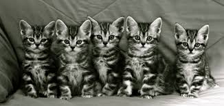 Present.male and female ragdoll kittens for sale now ready to go home.the little babies have had current vaccination,vet check,health certificate. Kittens Silver Shorthairs