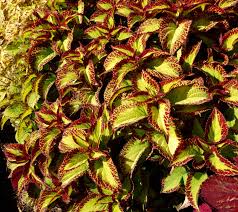 Image result for Coleus buchananii
