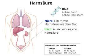 Harnsaure Entstehung Blutwertveranderungen Massnahmen