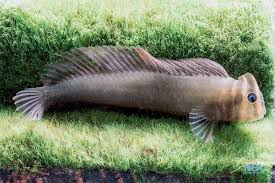 Image result for Brachyachne simonsii