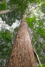 Image result for Dipterocarpaceae