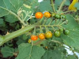 Image result for Solanum anguivi